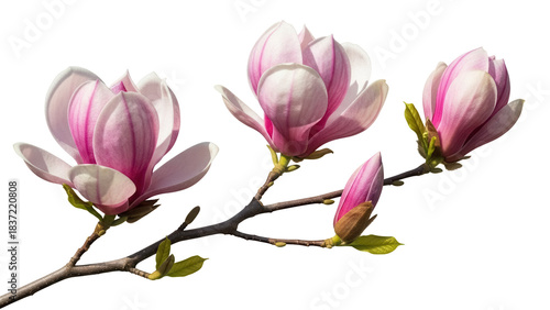 Fotografija Magnolia branch with pink flowers isolated PNG, flowering tree on transparent ba