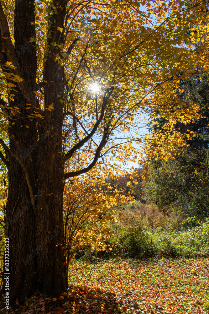 Obraz premium Backlit bright sun shining through yellow autumn foliage leaves of a tree with falling leaves colorful on ground
