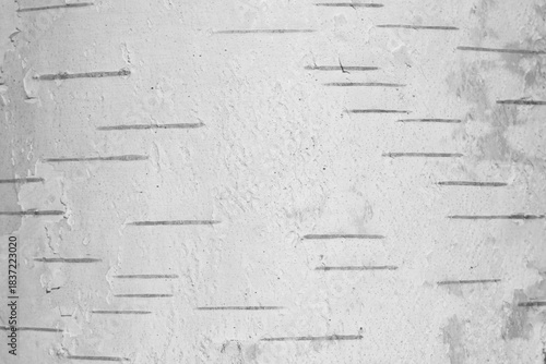 pattern of birch bark with black stripes