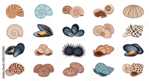 Large collection of colorful and detailed seashells, mussels, and sea urchins, showcasing a variety of marine life for beach, ocean, or summer-themed projects.