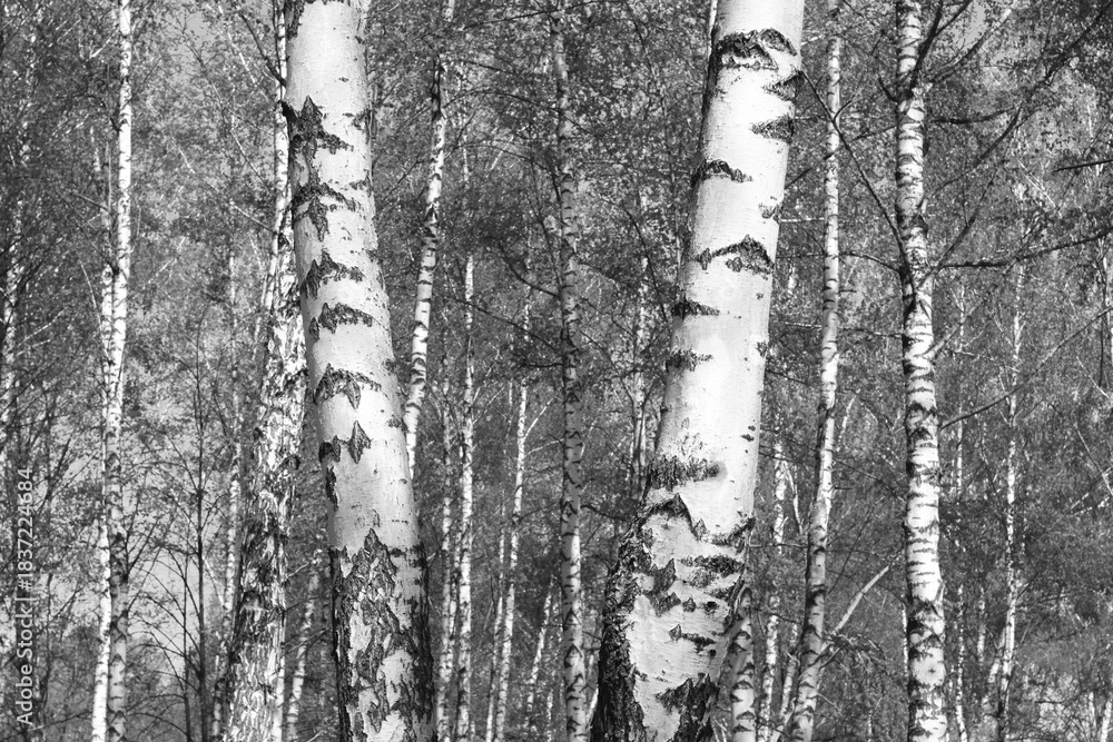 Fototapeta premium black-and-white photo with white birches