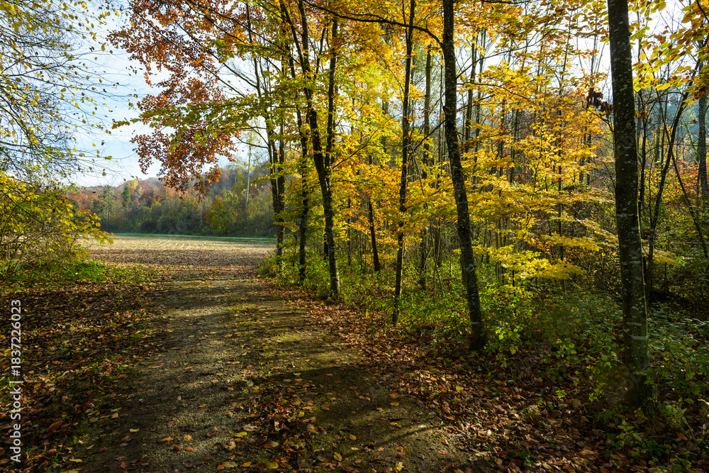 Obraz premium Fluß, Alz, Garching an der Alz im Herbst