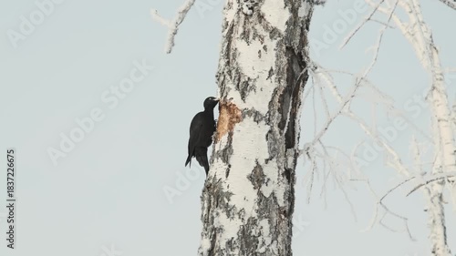 Woodpecker hammering a birch tree in the frosty winter
