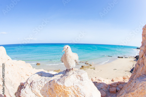 mouette à Fuerteventura