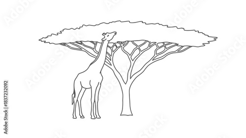 Simple line art illustration of a giraffe eating leaves from an acacia tree on a white background