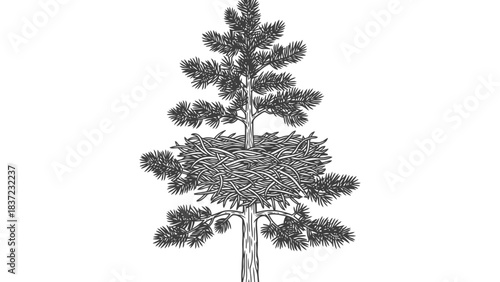 Drawing of a pine tree with a large nest in the middle branches, on white background.