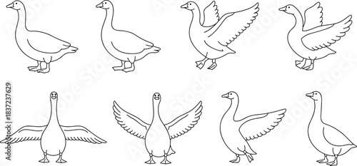 Flat vector illustration of geese in various poses, standing, flapping wings, flying motion, black and white bird sketch set