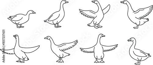 Flat vector illustration of geese in motion, black and white sketch birds, flying, standing, flapping wings, nature wildlife drawing set