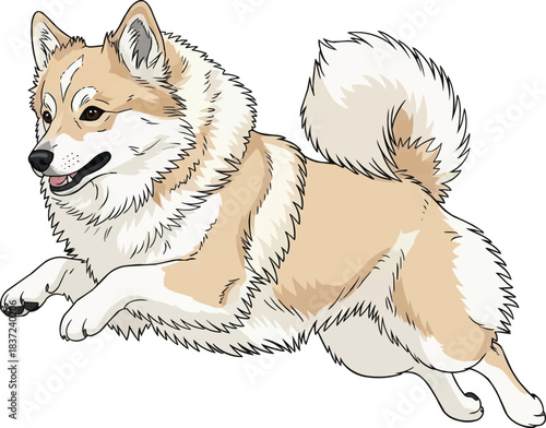 Icelandic Sheepdog jumping leaping movement 