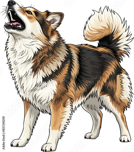 Icelandic Sheepdog barking alert aggressive stance 
