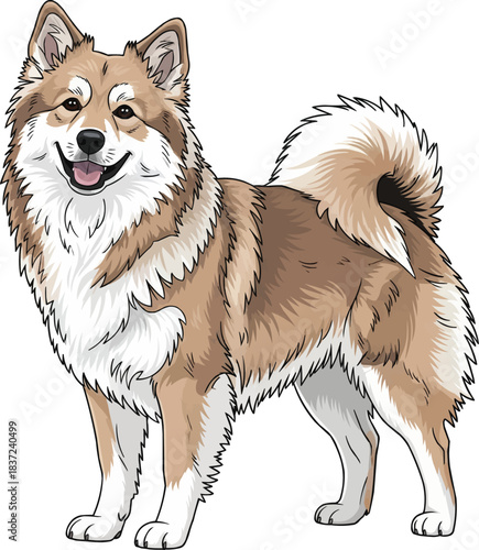 Icelandic Sheepdog standing happy smiling facing front