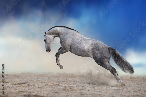Arabian horse run free