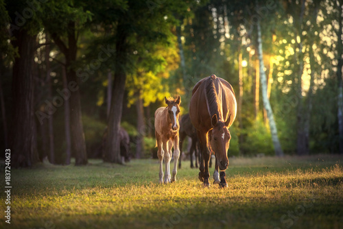Mare and foal in sunlight