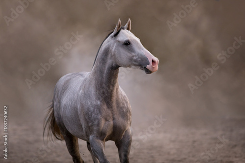 Grey arabian stallion close up portrait