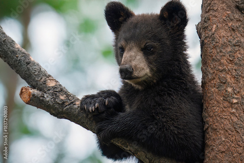 black bear cub