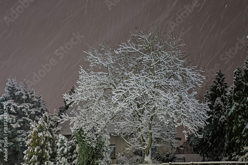 Leafless tree covered with snow at night during snowfall
