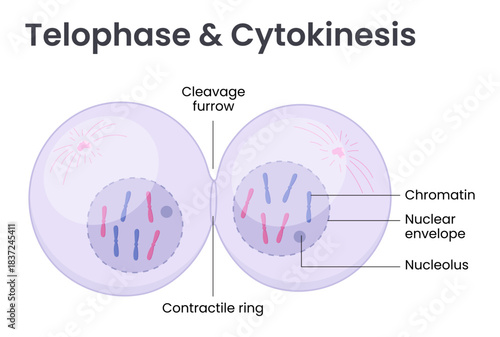 Vector illustration of Mitosis phase. Telophase and Cytokinesis	