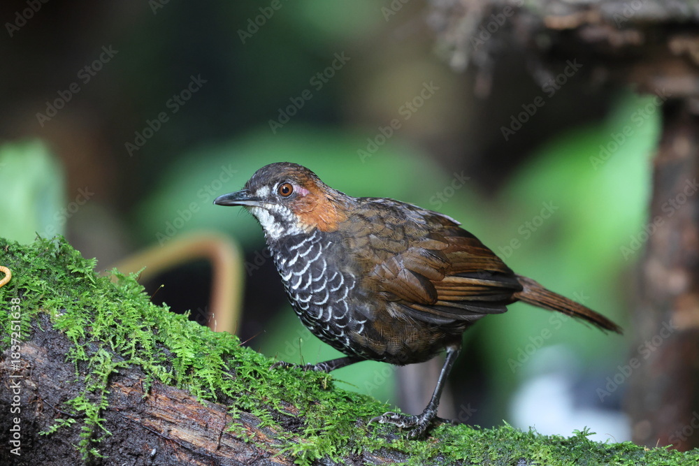 Fototapeta premium The marbled wren-babbler (Turdinus marmoratus) is a species of bird in the family Pellorneidae. This photo was taken in Sumatra, Indonesia.