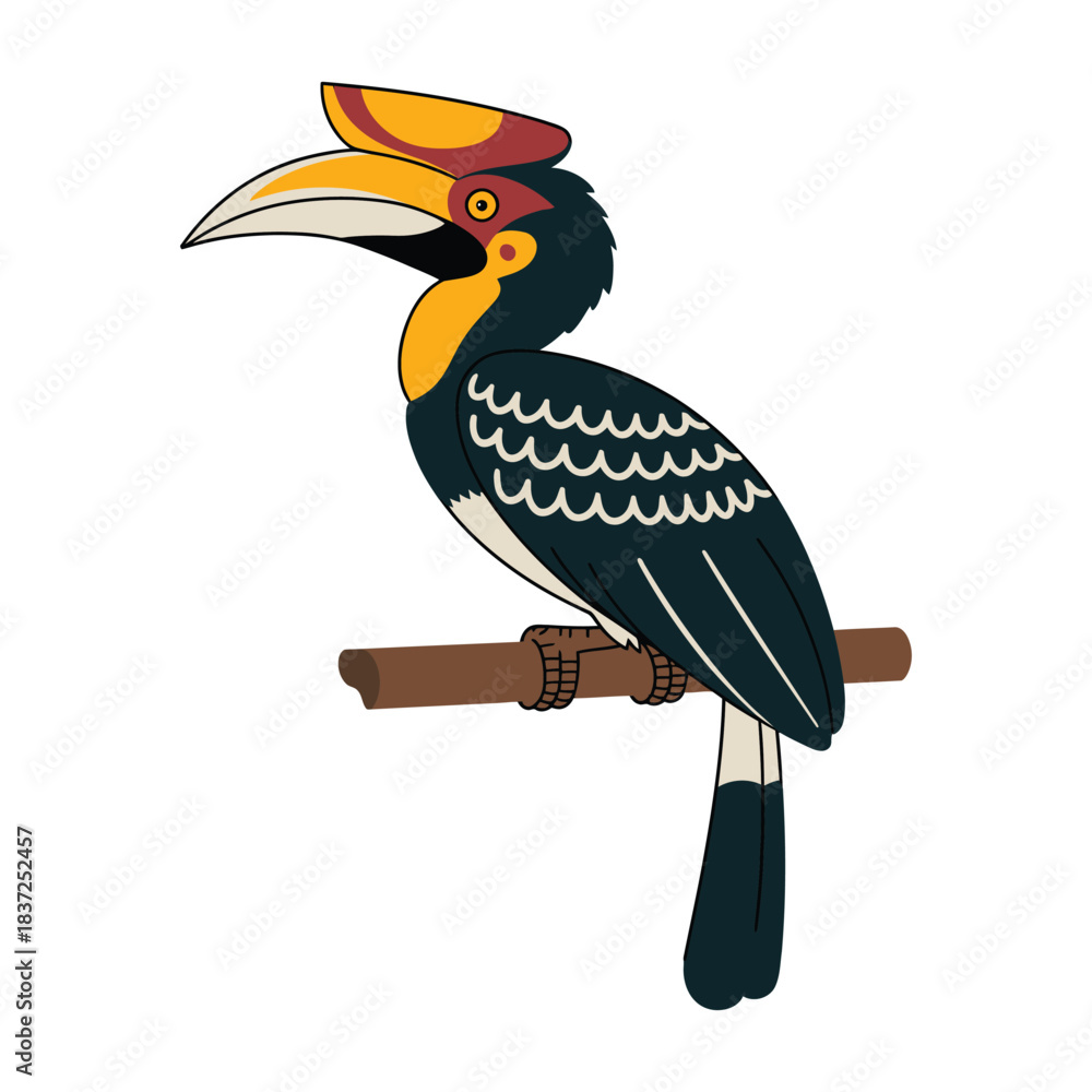 Fototapeta premium malabar pied hornbill