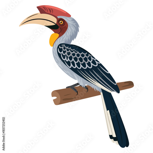 malabar grey hornbill
