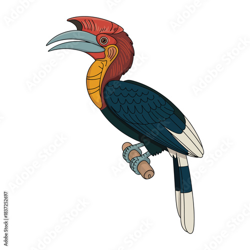 rufous necked hornbill
