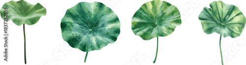 Watercolor green lotus leaf set with long stem, isolated on white background. Suitable for packaging design, natural cosmetics, spa branding, posters, prints, and textiles.