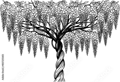 elegance unfurled a lyrical dance of spiraling branches and cascading blooms, isolated on transparent background