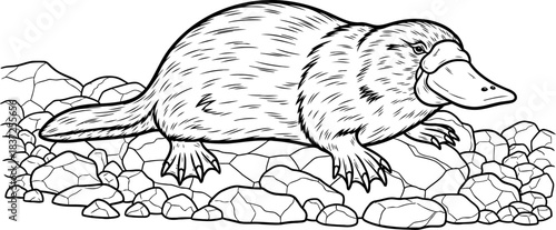 evolutions wonder the elusive platypus explores rocky shores in striking monochromatic detail, isolated on transparent background