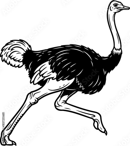 flightless fury raw african energy captured in bold lines, isolated on transparent background