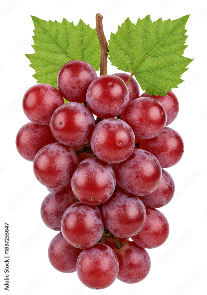 Fototapeta premium macro close-up of ripe, deep crimson bordeaux grapes with waxy bloom and detailed green leaves, isolated on a high-key transparent background. concept for fresh produce quality