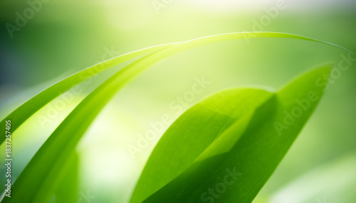 Naturally inspired, beautifully created — feel the calm of green serenity