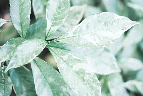 Naturally inspired, beautifully created — feel the calm of green serenity