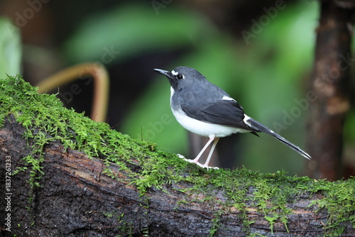Sunda forktail (Enicurus velatus sumatranus) is a species of bird in the family Muscicapidae. This photo was taken in Sumatra, Indonesia