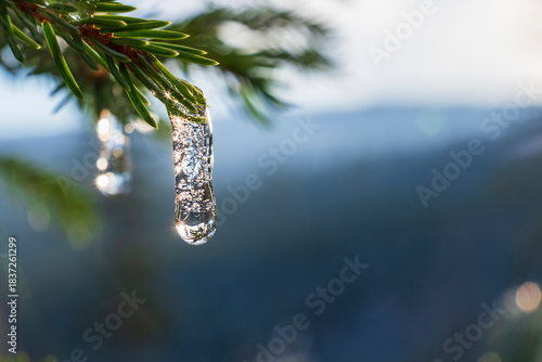 A clear icicle hangs from a pine branch with mountain views blurred in the background. Crisp winter macro.