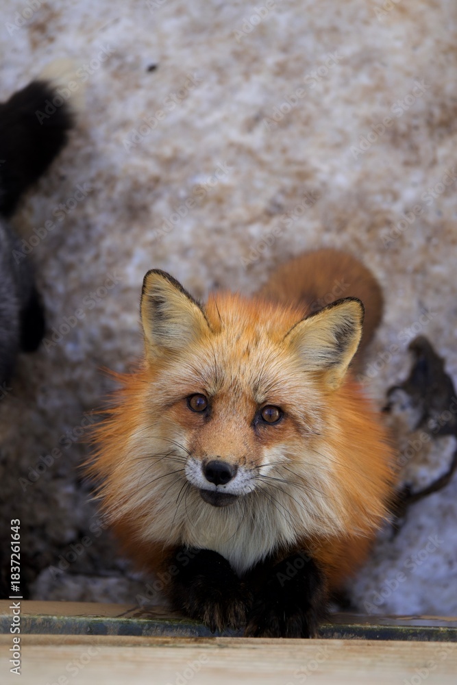 Fototapeta premium A red fox