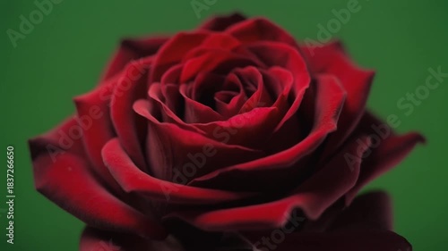 A stunning time-lapse of a rose blooming from bud to full blossom against a clean background