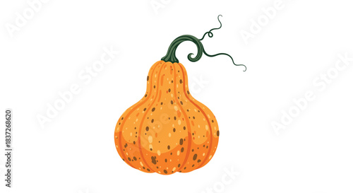 Single ripe orange butternut squash with a curly vine is illustrated on a plain background.