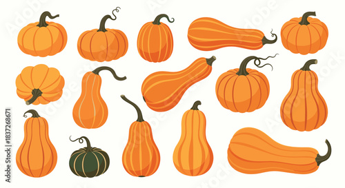 Diverse collection of various types of pumpkins and gourds in different shapes and sizes.