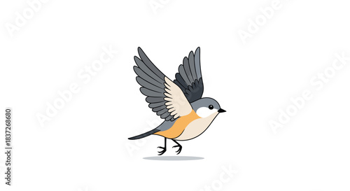 Small and graceful gray and white bird is captured in mid-flight with its wings spread wide.