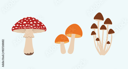 Collection of different types of wild forest mushrooms some edible and some poisonous.