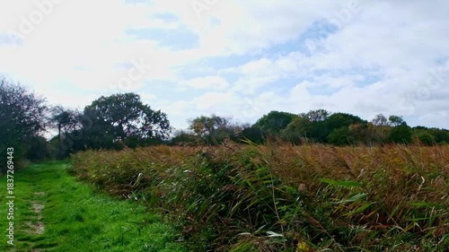 Golden reeds on the riverbank blowing in the wind. Captured on the foot path beside the River Bure in the heart of the Norfolk Broads