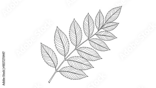 Black and white line drawing of a compound leaf with multiple leaflets on a stem.