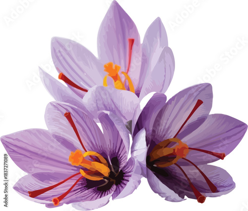 Vibrant fresh purple saffron crocus flowers with delicate orange stigmas and red stamens, prized for culinary spice ingredient.