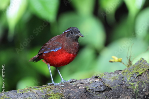 The graceful pitta (Erythropitta venusta) in Sumatra, Indonesia.