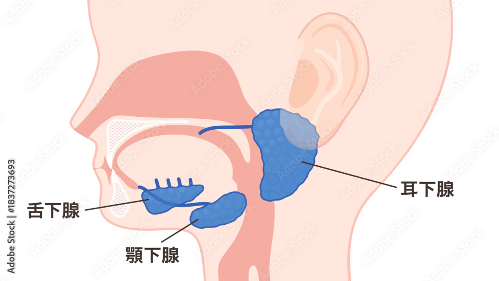 Fototapeta premium 唾液腺のイラスト_耳下腺と顎下腺と舌下腺_日本語で名称