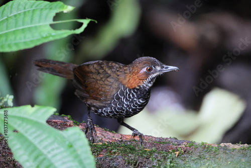 The marbled wren-babbler (Turdinus marmoratus) is a species of bird in the family Pellorneidae. This photo was taken in Sumatra, Indonesia.