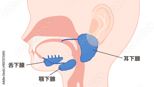 唾液腺のイラスト_耳下腺と顎下腺と舌下腺_日本語で名称