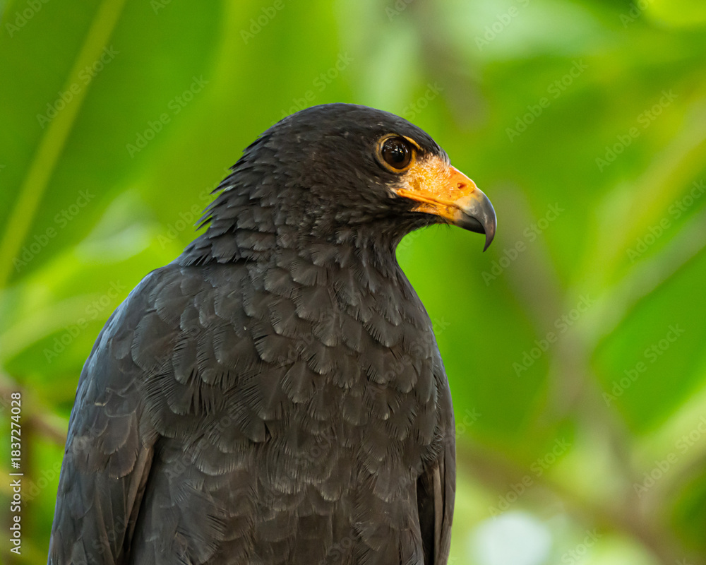 Fototapeta premium Common Black Hawk in Costa Rica