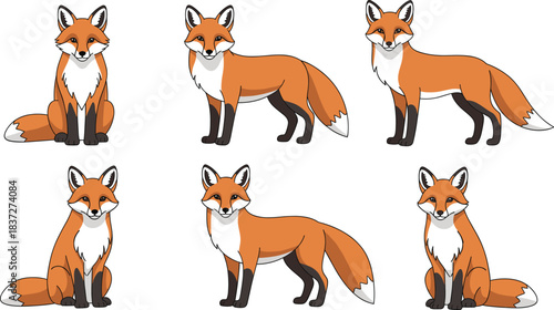 Cute fox character vector set with different standing and sitting poses cartoon animal illustration design
