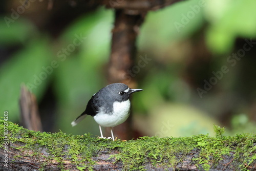 Sunda forktail (Enicurus velatus sumatranus) is a species of bird in the family Muscicapidae. This photo was taken in Sumatra, Indonesia